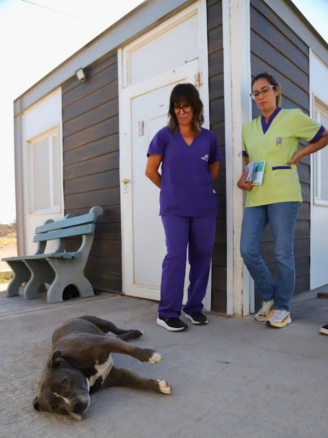 Imagen de CONTROL CANINO ACLARÓ EL FUNCIONAMIENTO DE LOS TURNOS GRATUITOS PARA CASTRACIONES