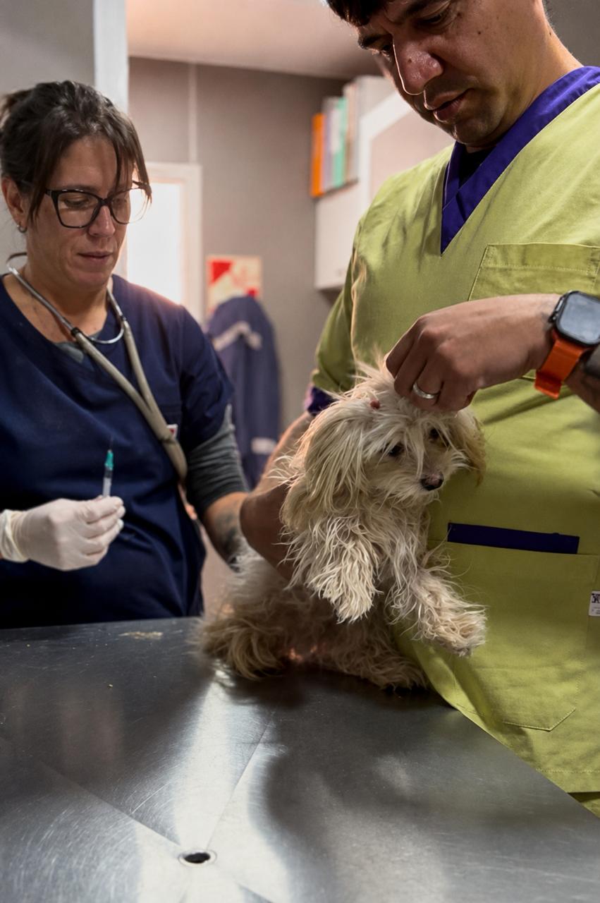 Imagen de EXITOSA JORNADA DE CASTRACIONES CANINAS EN EL BARRIO HOLZMAN Y MACHADO