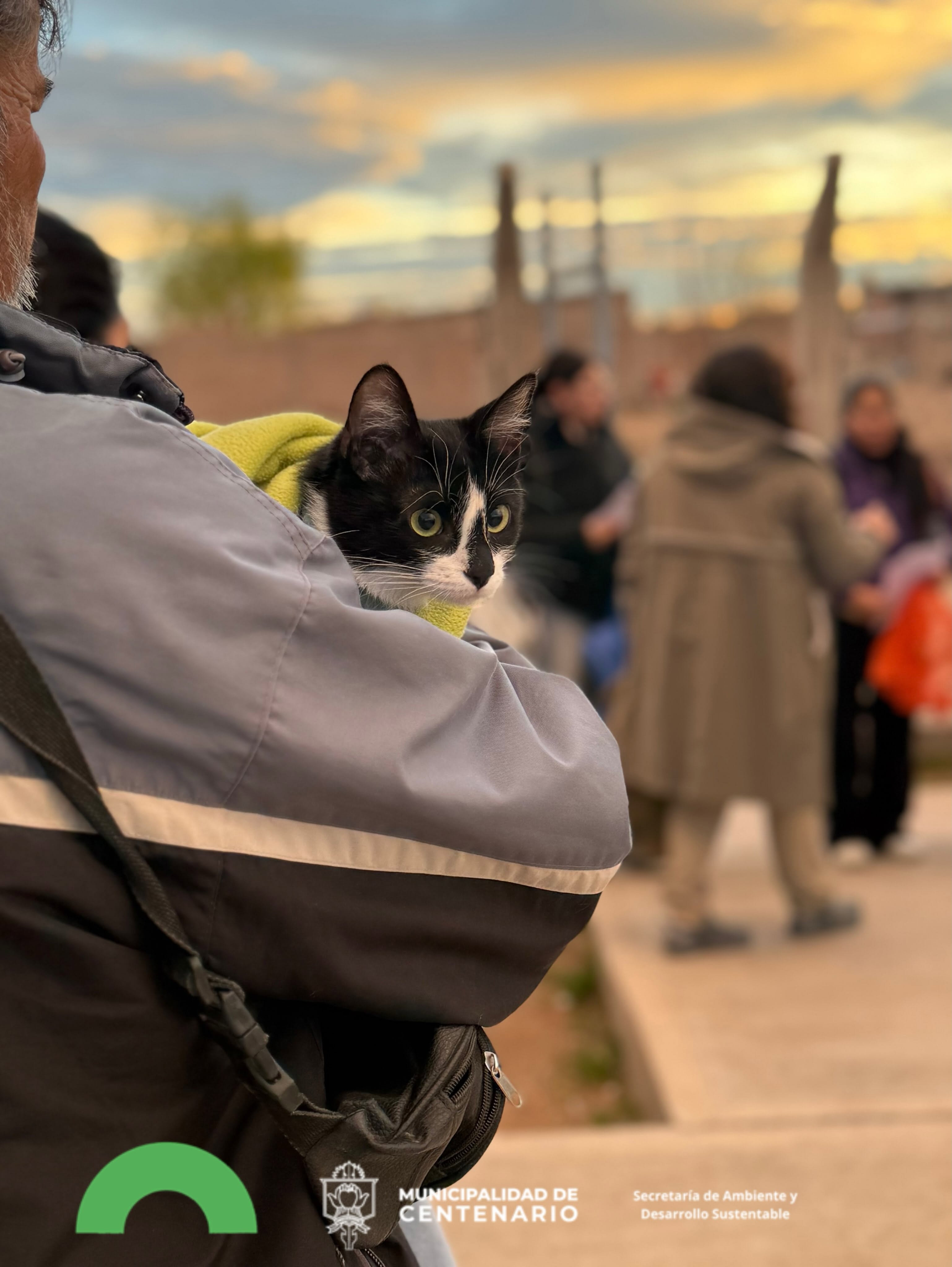 Imagen de NUEVA JORNADA DE CASTRACIONES GRATUITAS: EL MUNICIPIO CONTINÚA FORTALECIENDO EL CUIDADO RESPONSABLE DE MASCOTAS
